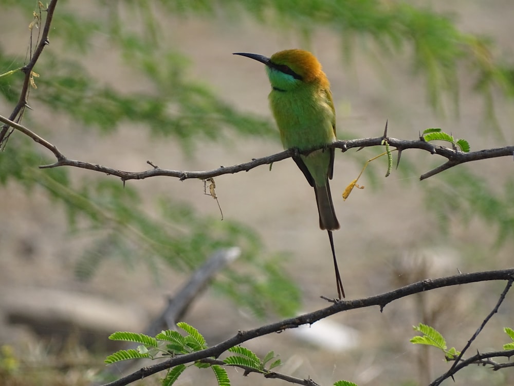 a small green bird sitting on a tree branch