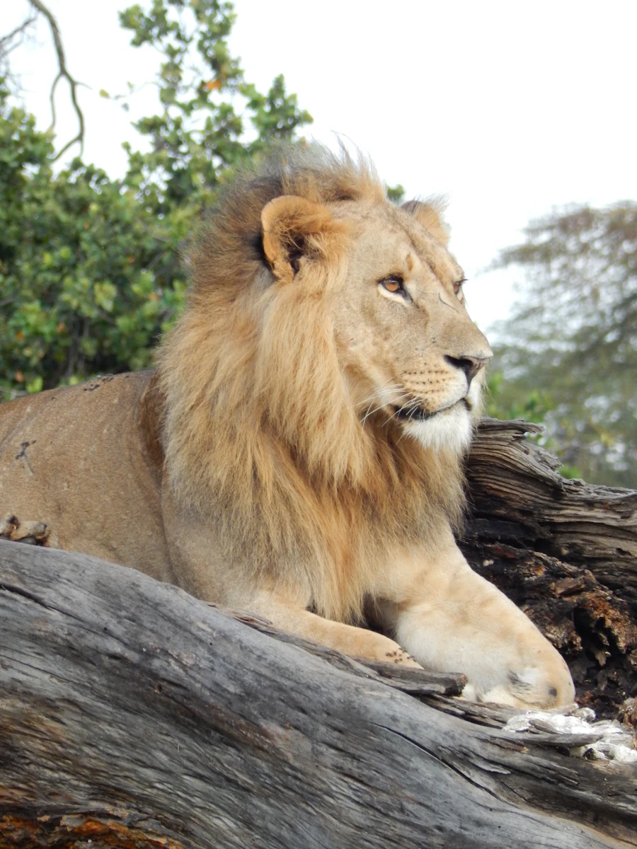 Leone nella savana durante un safari