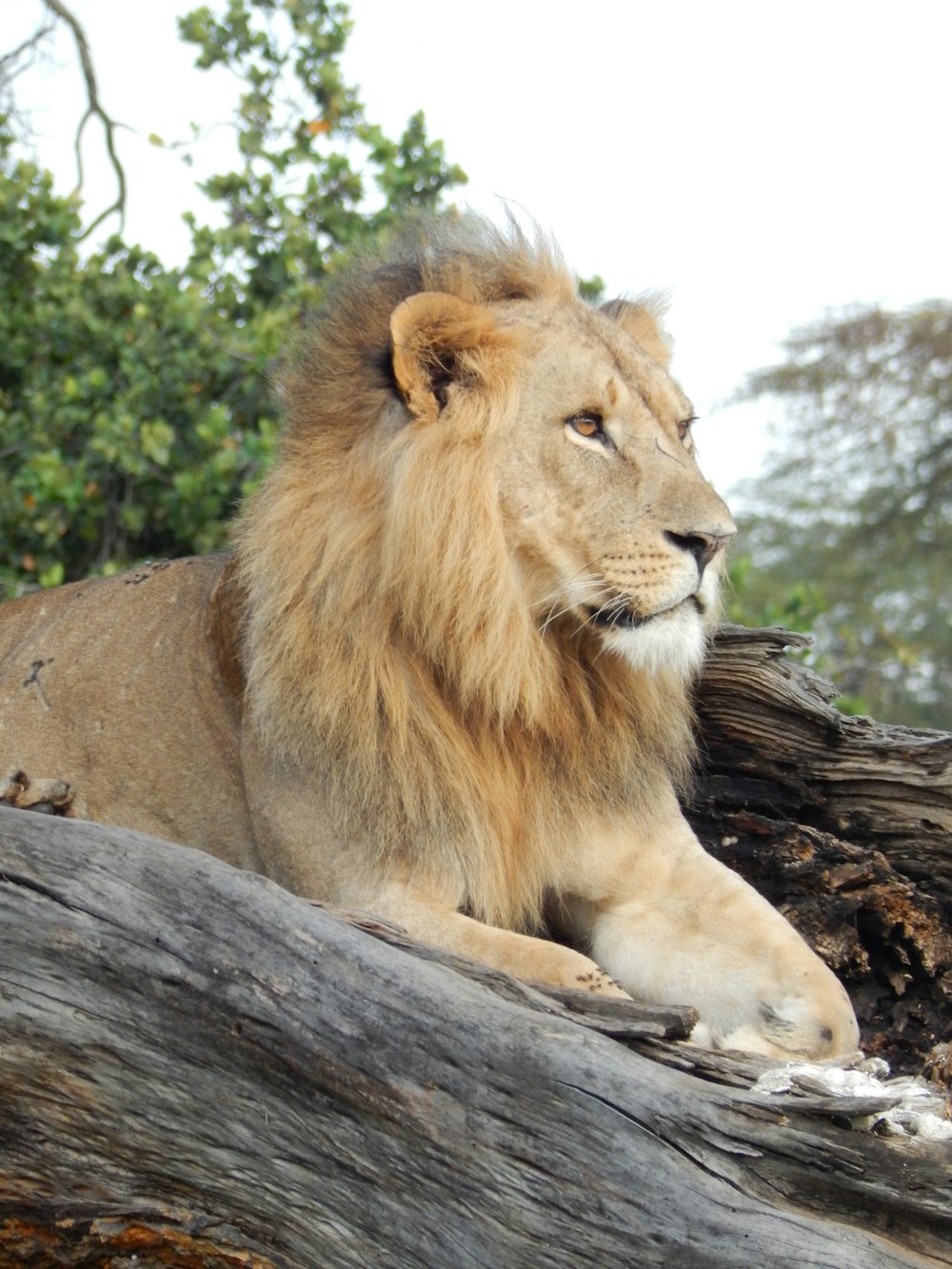 a large lion laying on top of a fallen tree