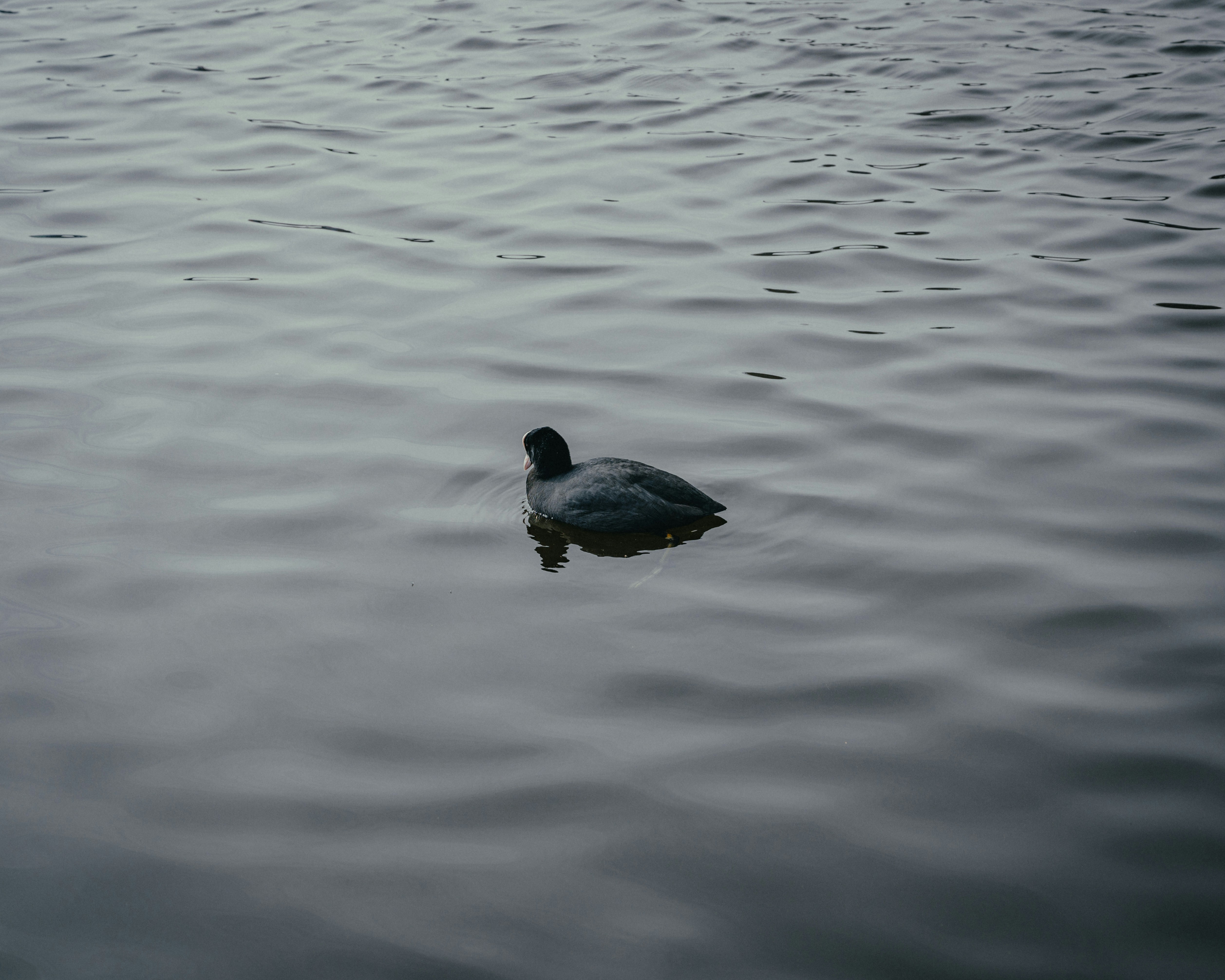 Photo by luca_severin