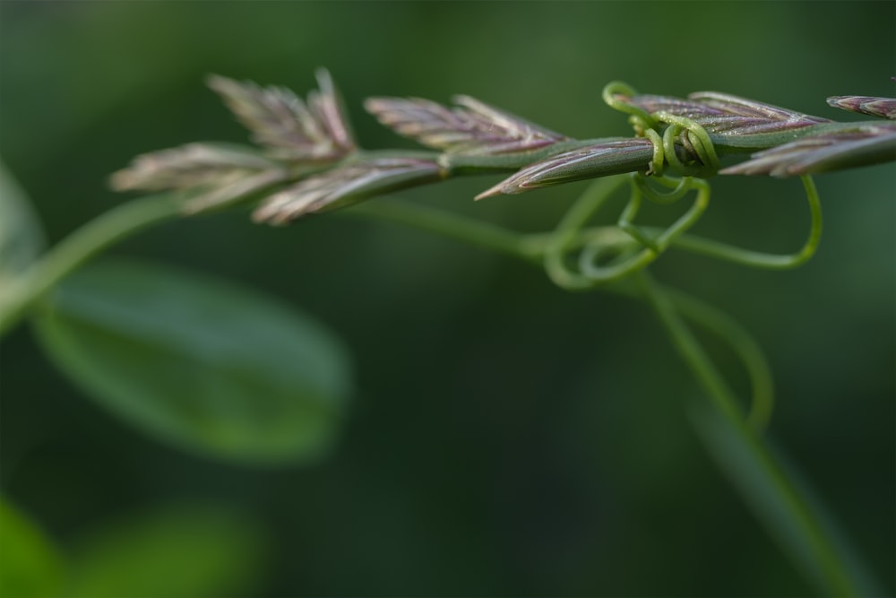 a close up of a plant with a blurry background