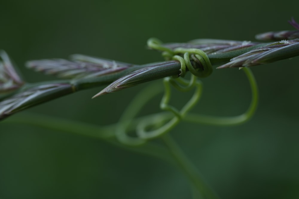 a close up of a green plant with a blurry background