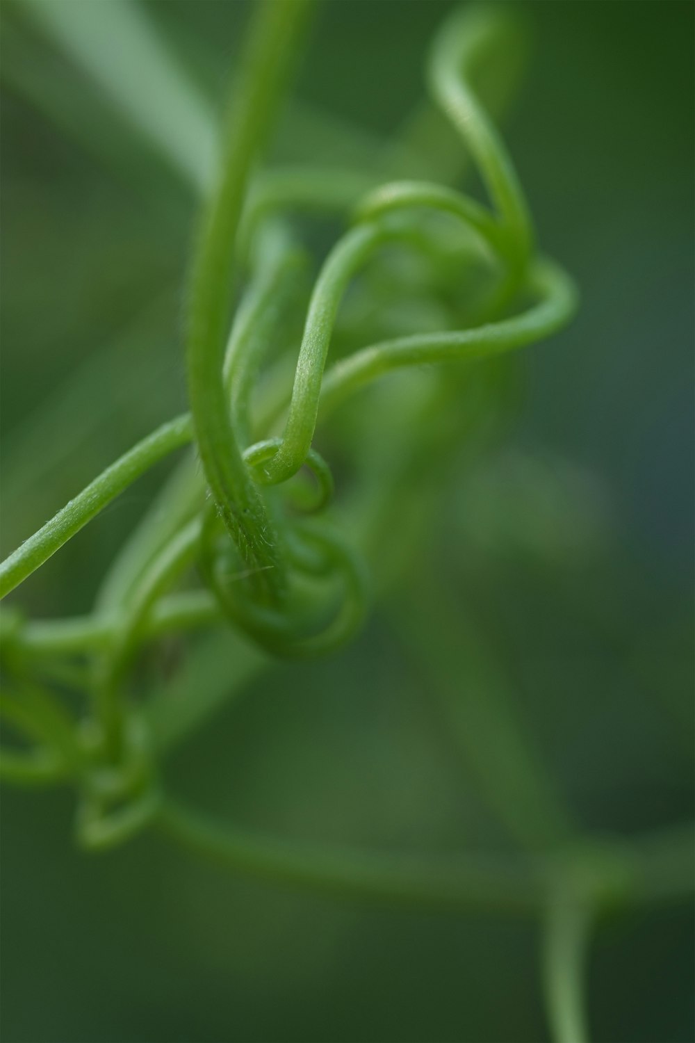 a close up view of a green plant