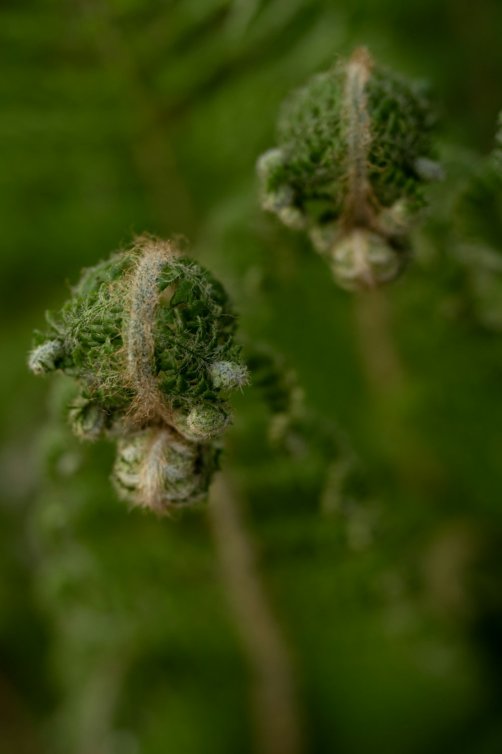 Un primer plano de una planta verde con pequeñas flores blancas