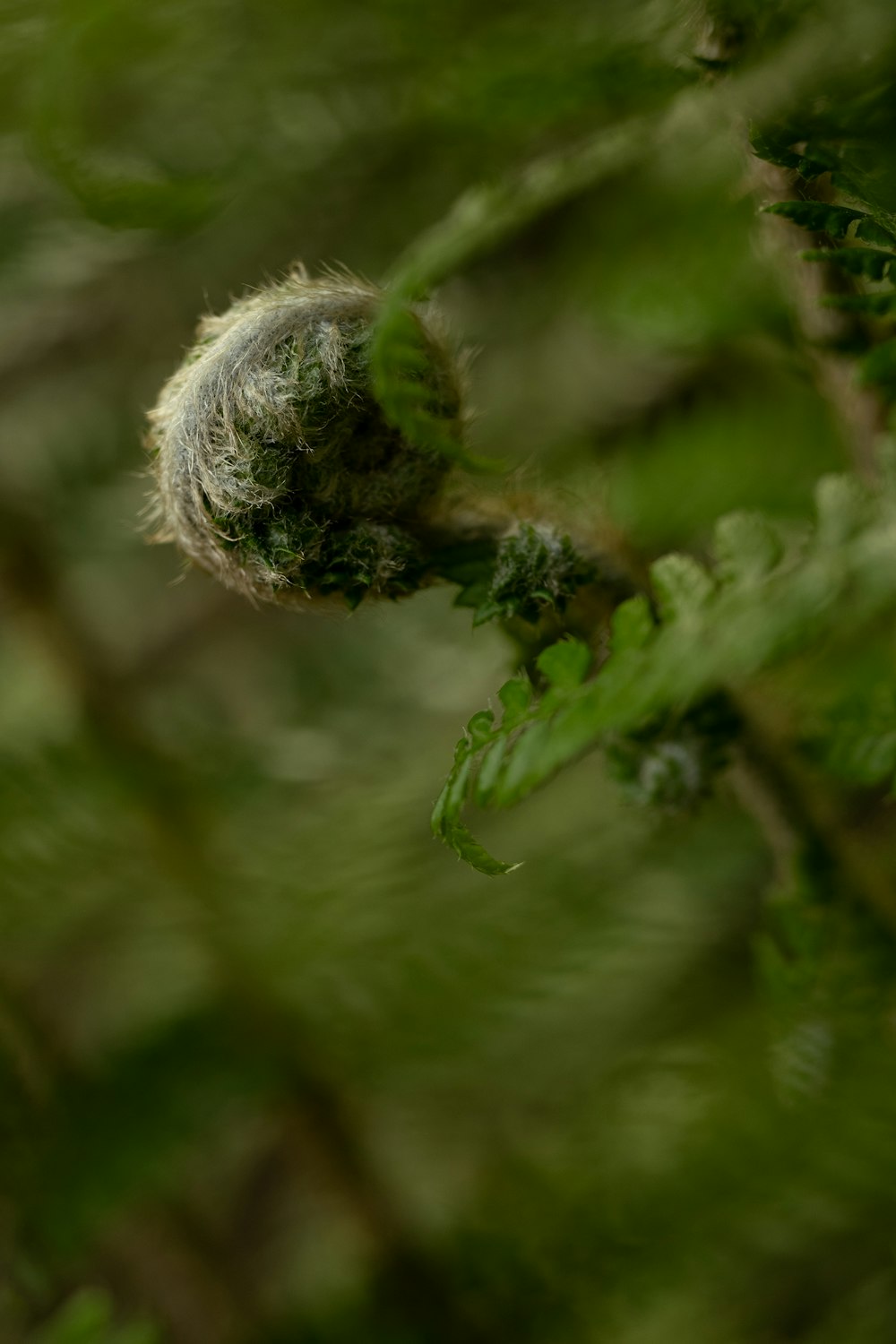 a close up of a plant with a blurry background