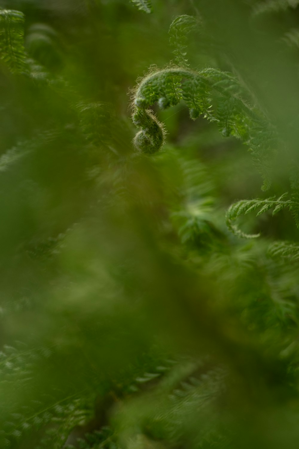 a blurry photo of a bird in a tree