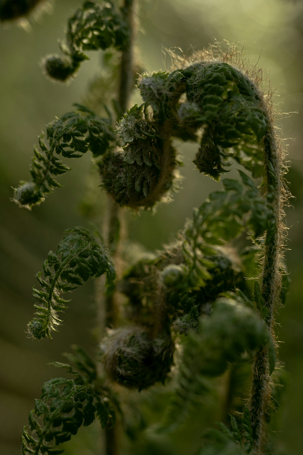 a close up of a plant with lots of leaves