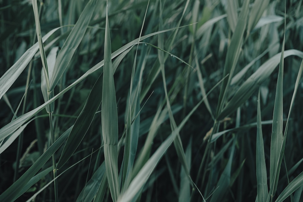 a close up of a bunch of tall grass