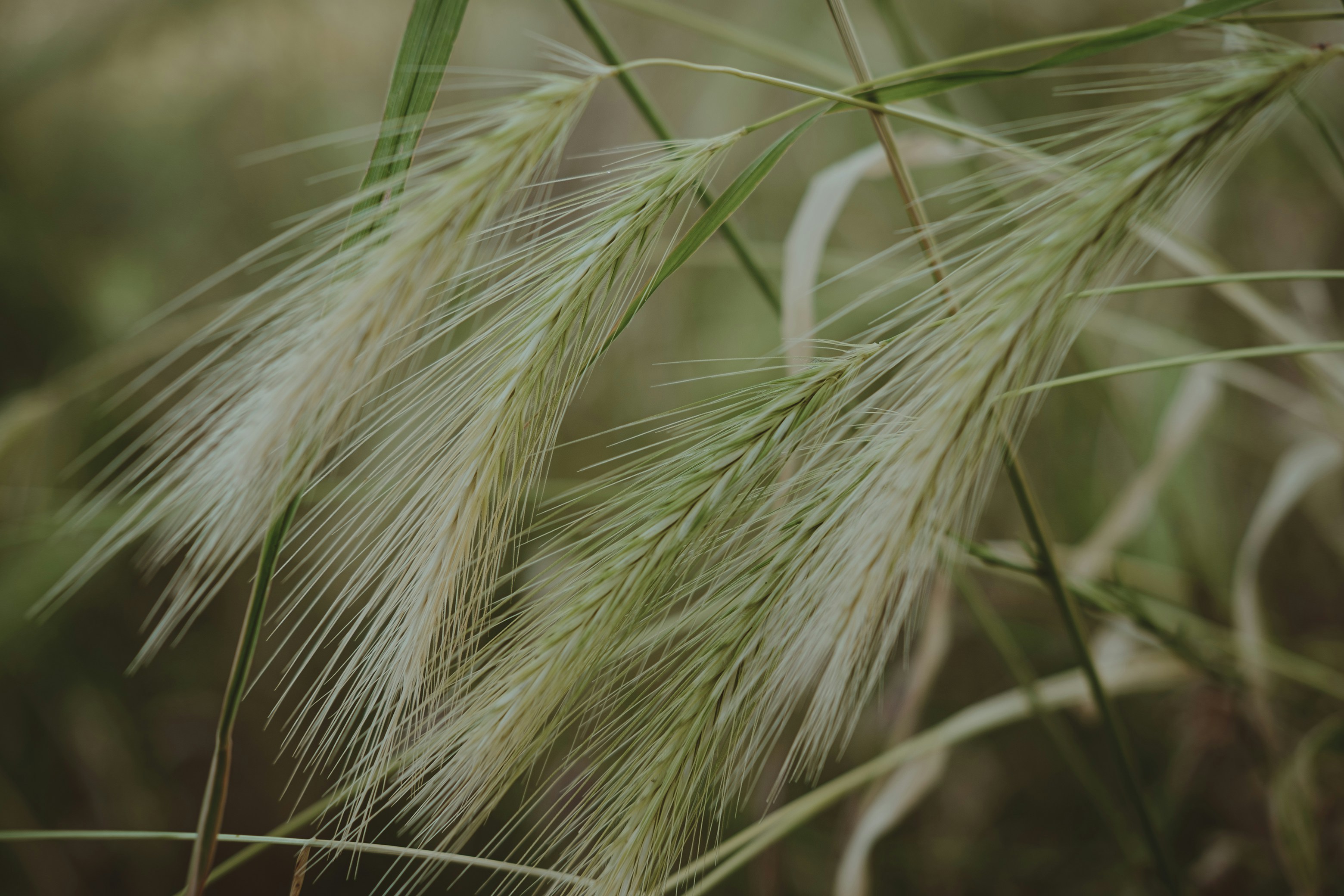 Afbeelding van Lelystad
