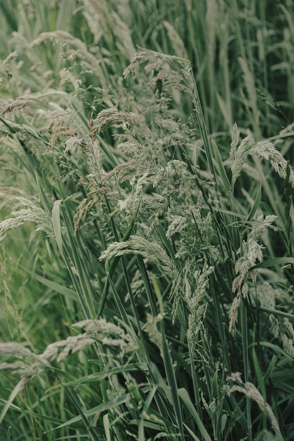 a bunch of tall grass that is in the grass