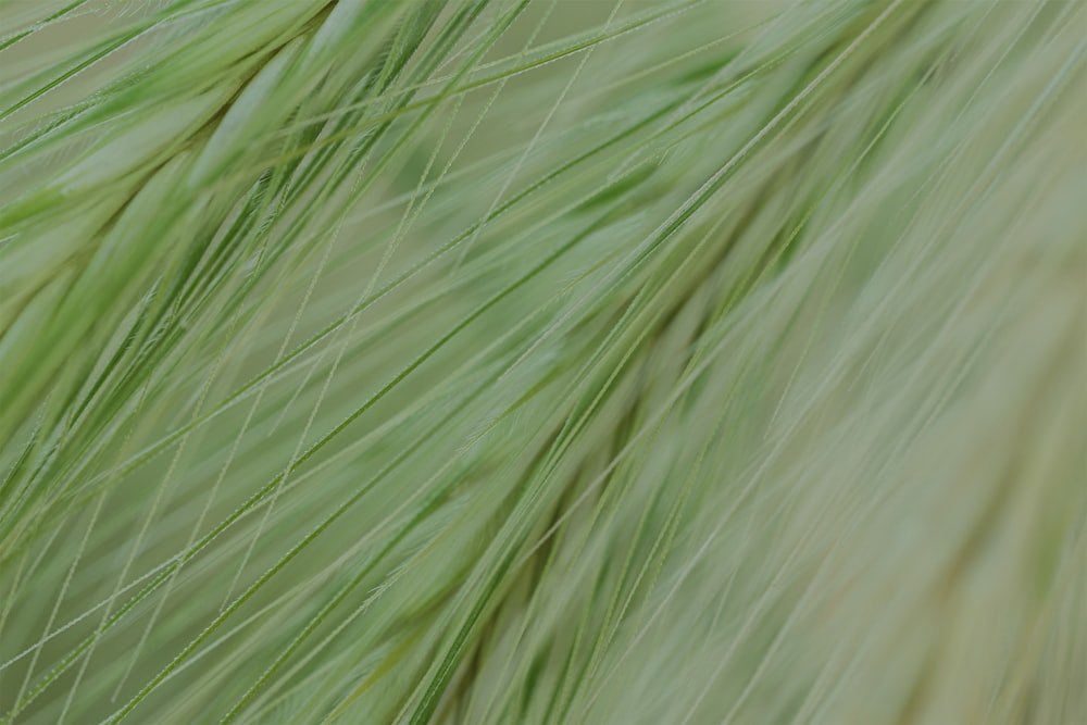 a close up view of a green grass