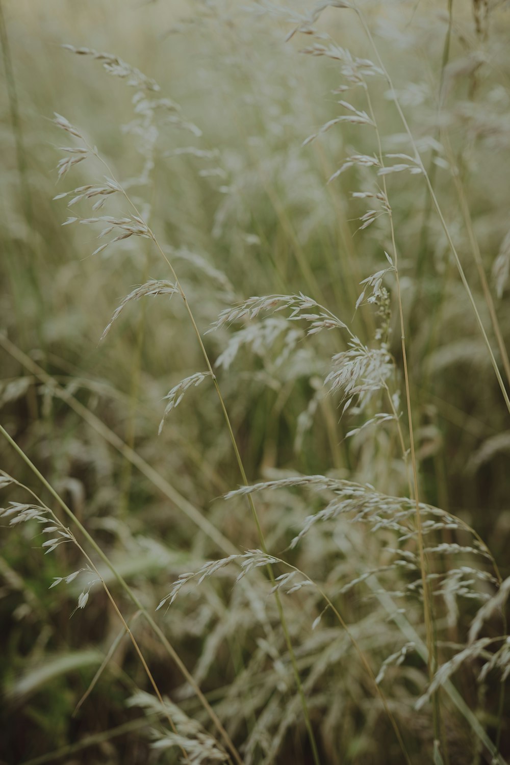 a close up of some grass with a blurry background