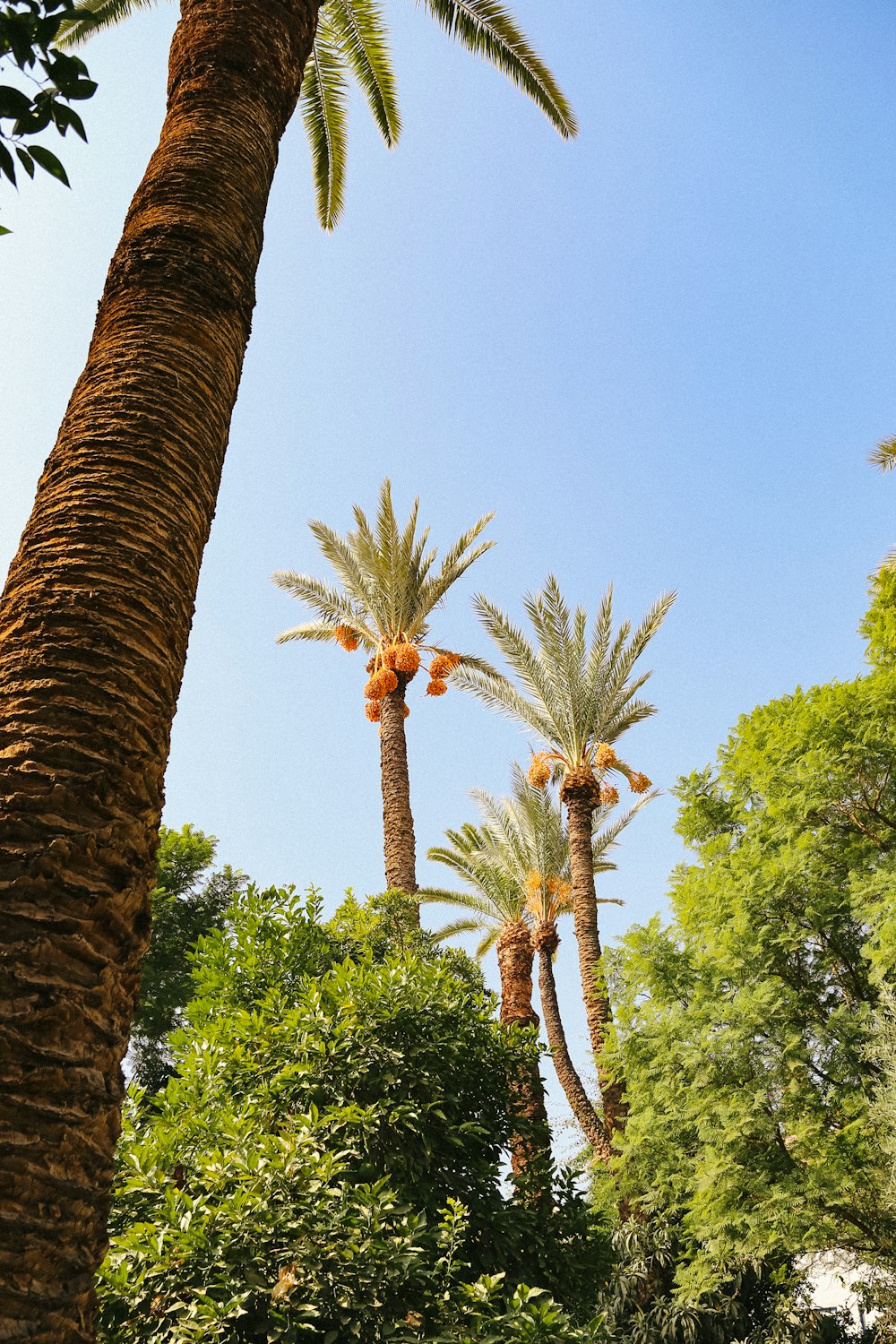 a couple of palm trees standing next to each other