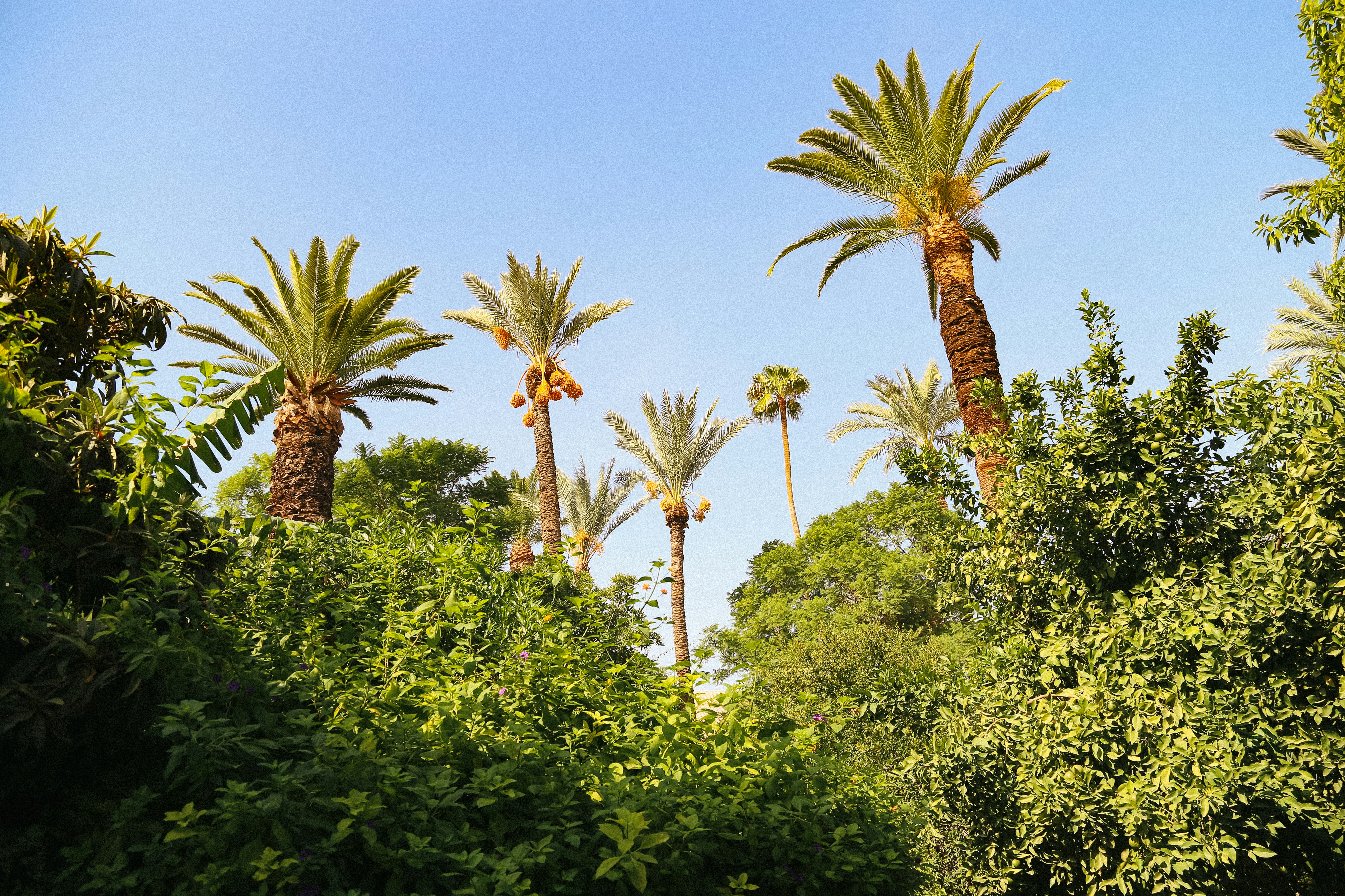 a group of palm trees in the middle of a forest