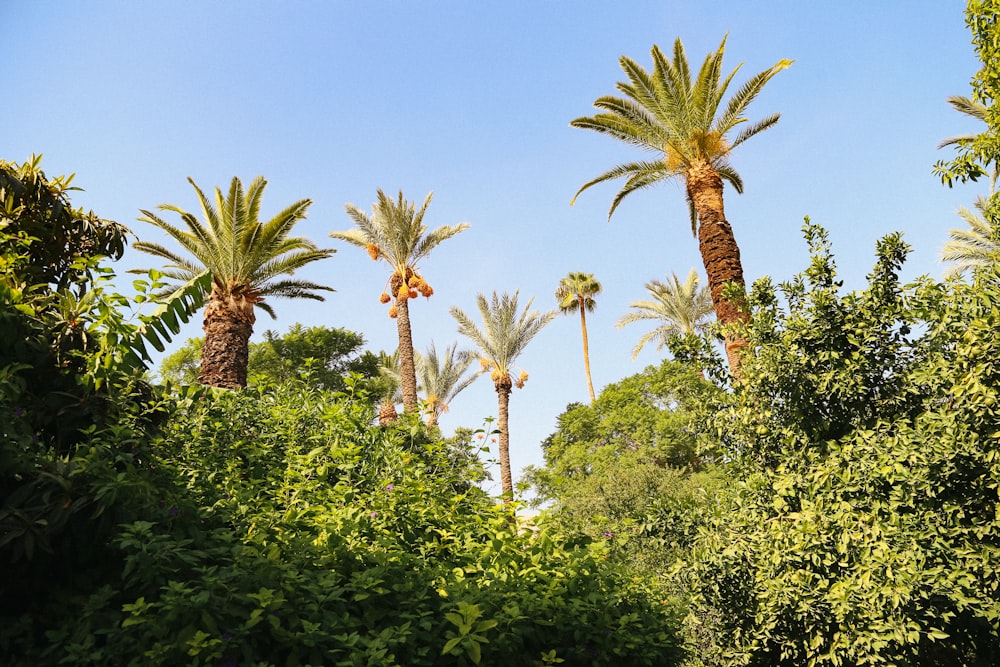 un gruppo di palme in mezzo a una foresta