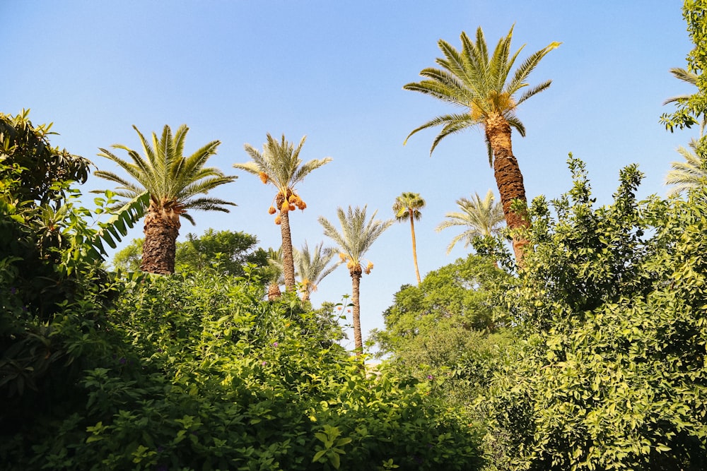 a group of palm trees in the middle of a forest