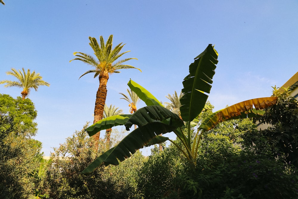 a banana tree in the foreground with a blue sky in the background