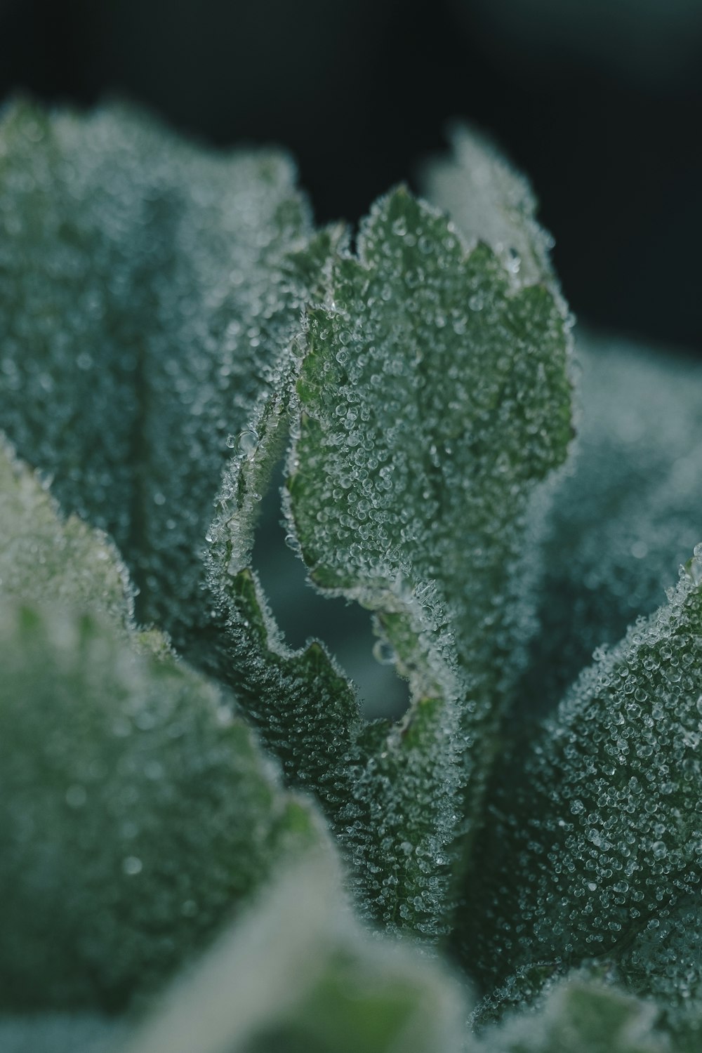 a close up of a green plant with frost on it
