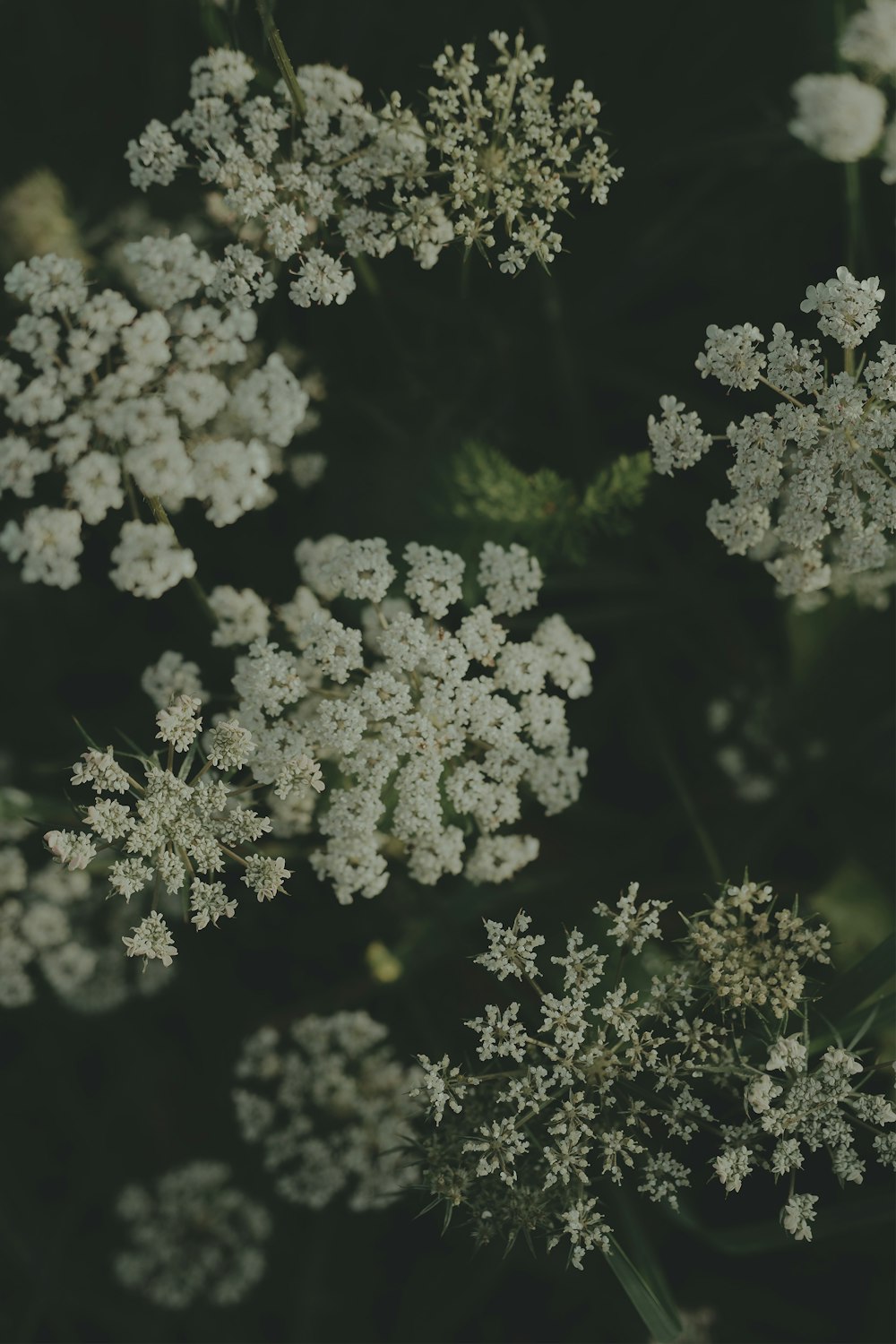 a bunch of white flowers that are in the grass