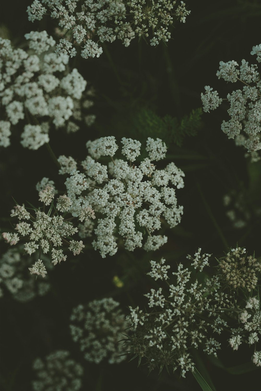 a close up of a bunch of white flowers