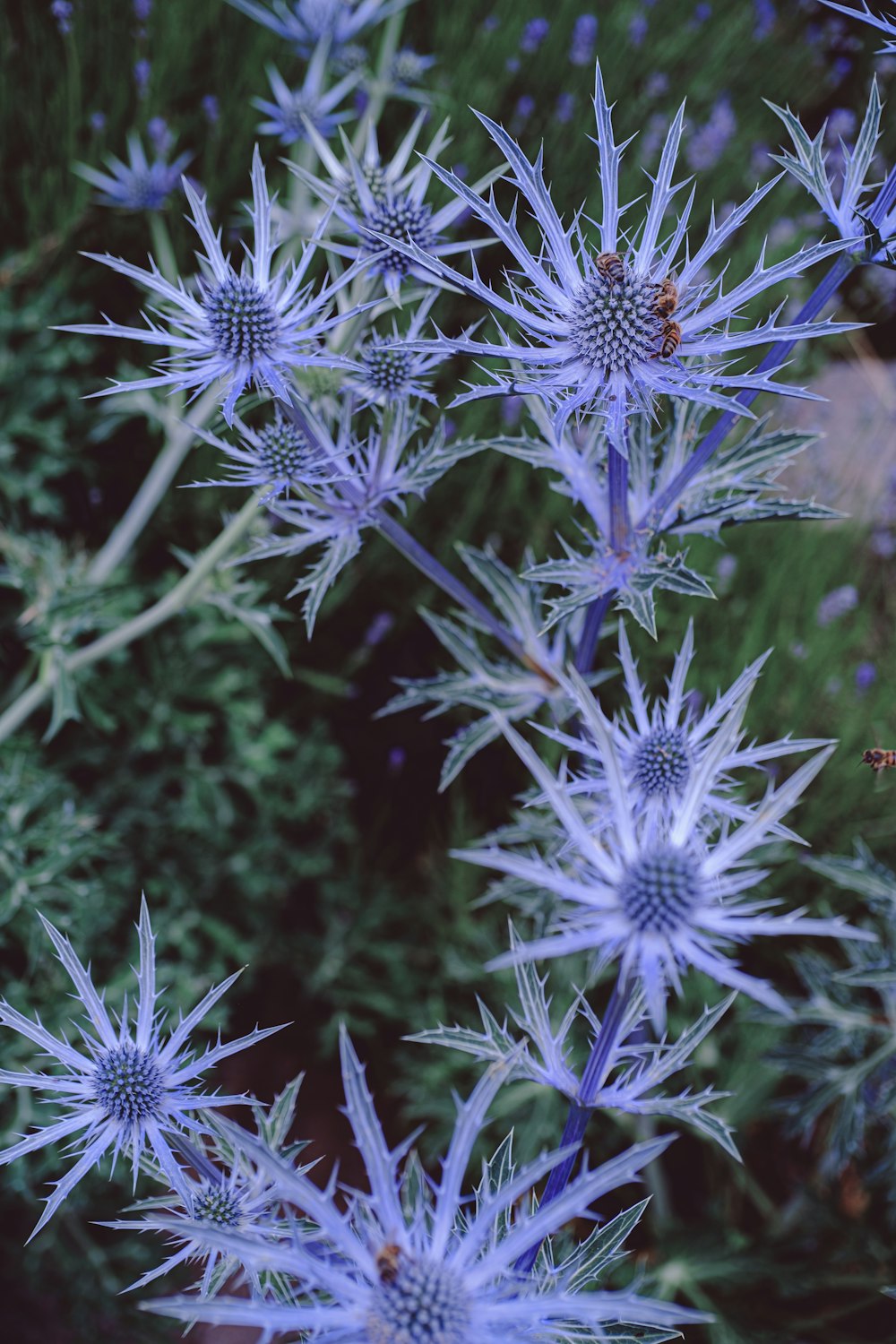 a close up of a bunch of blue flowers