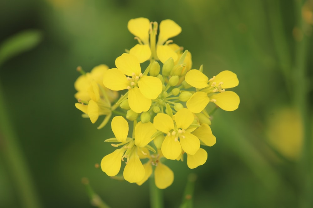 a close up of a yellow flower in a field