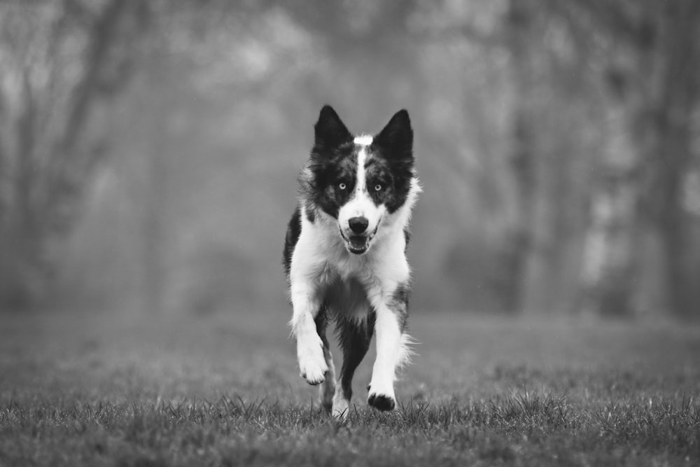 a black and white dog running through a field