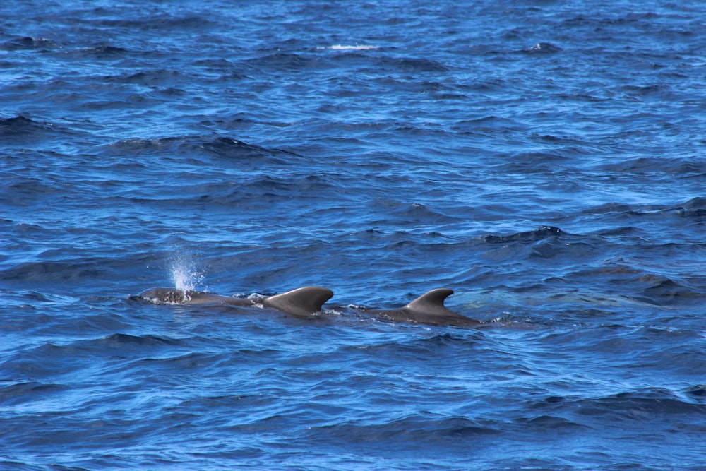 a couple of dolphins swimming in the ocean