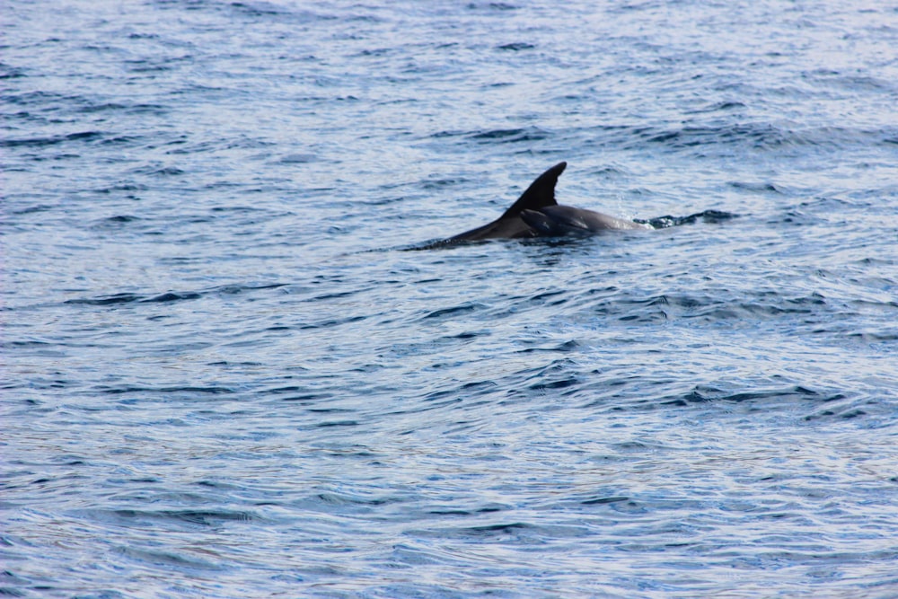 a dolphin swimming in the ocean near the shore