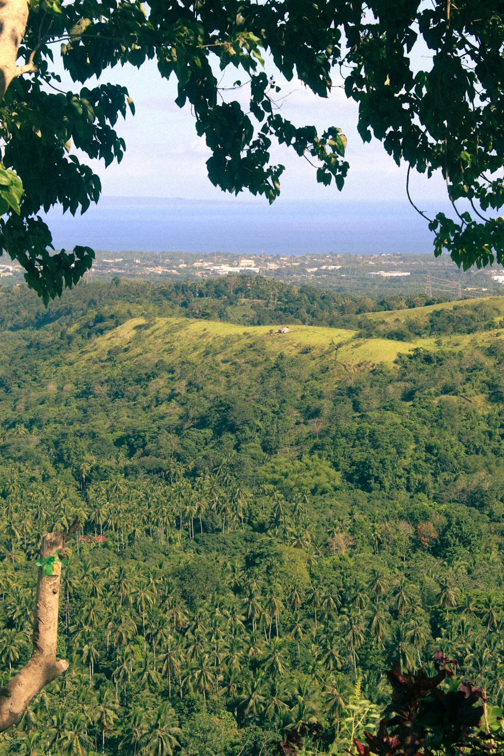 a lush green forest filled with lots of trees