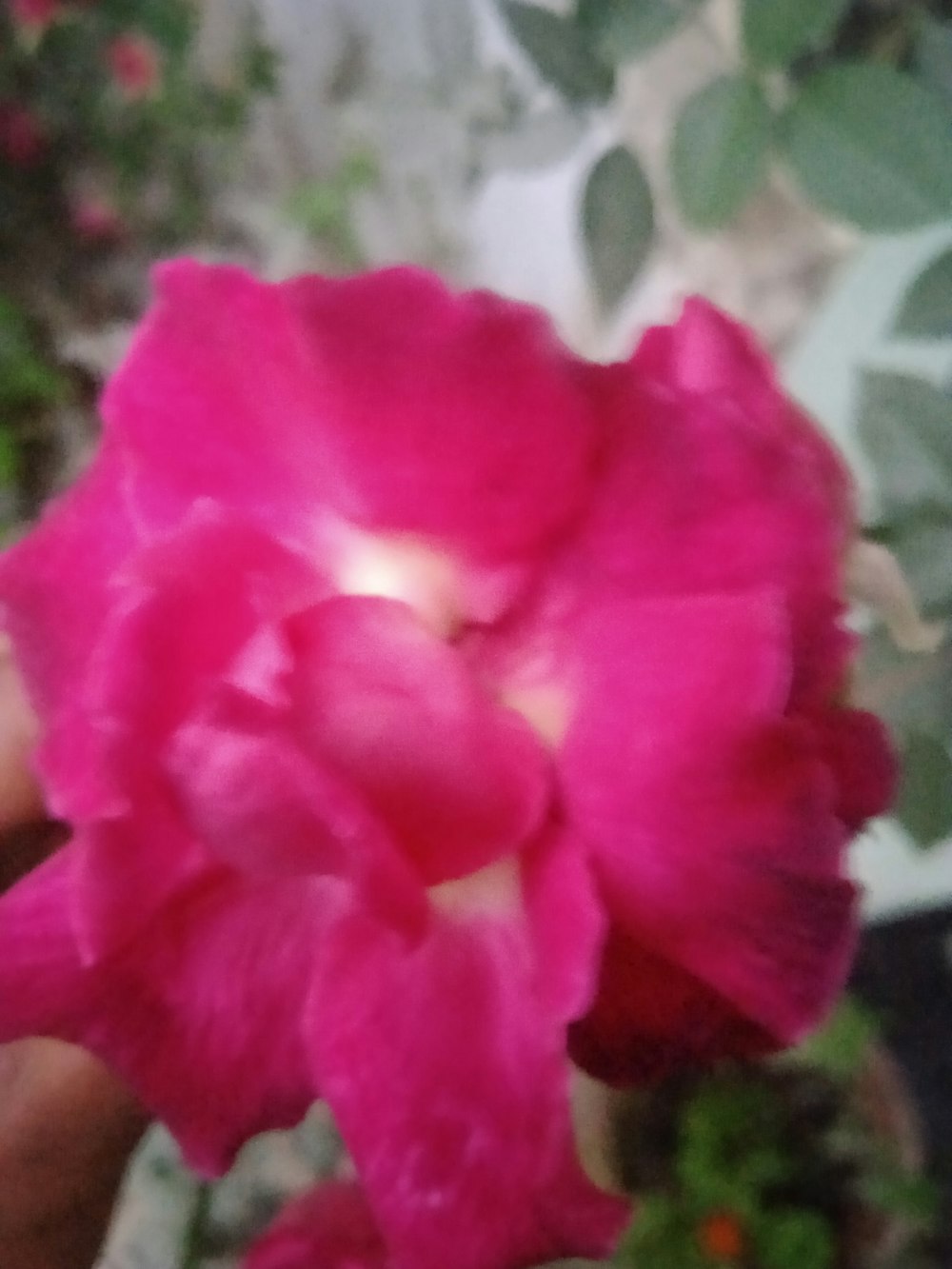 a person holding a pink flower in their hand