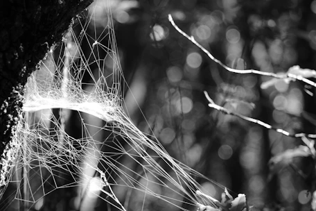 a spider web hanging from a tree branch