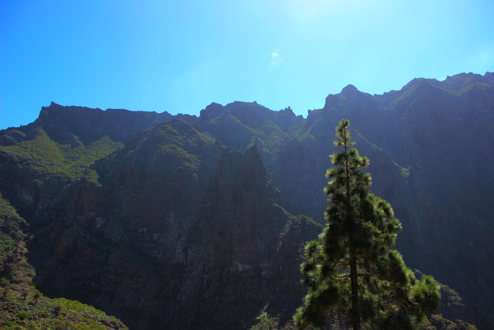 a pine tree in front of a mountain range