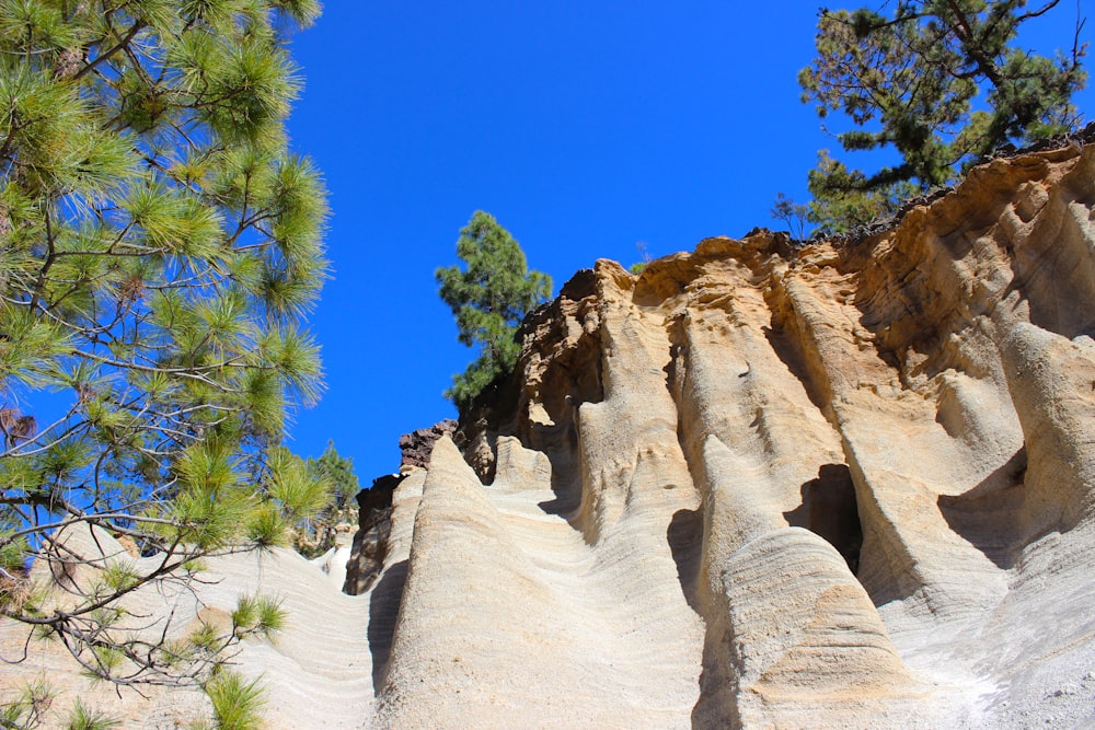 a group of trees growing out of the side of a mountain