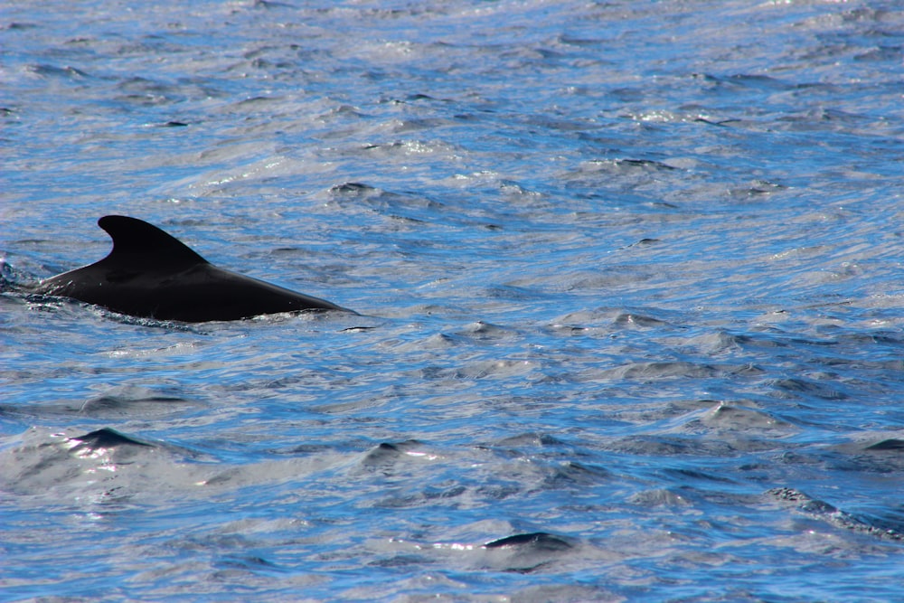 a dolphin swimming in a body of water