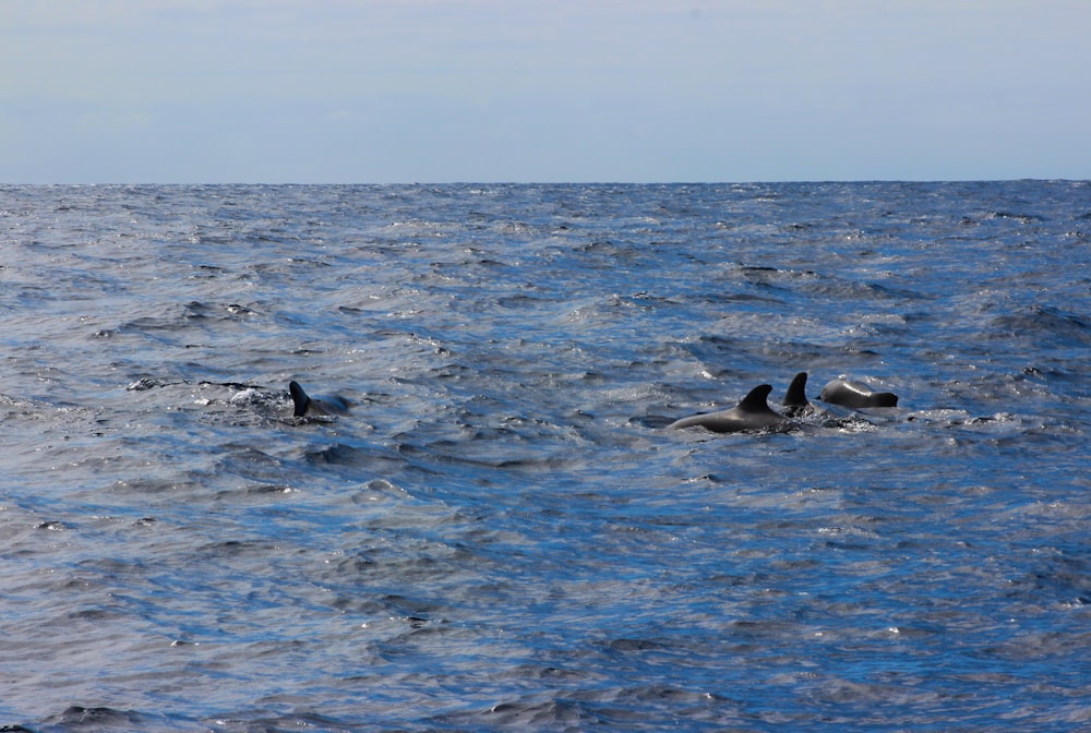 a group of dolphins swimming in the ocean