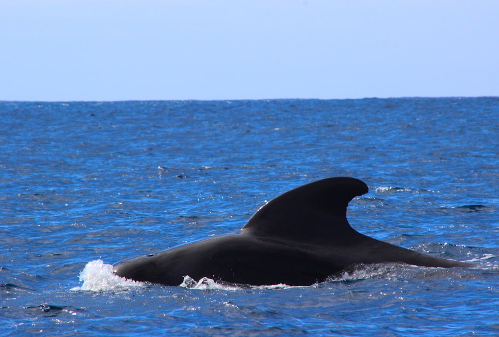 a large whale is swimming in the ocean