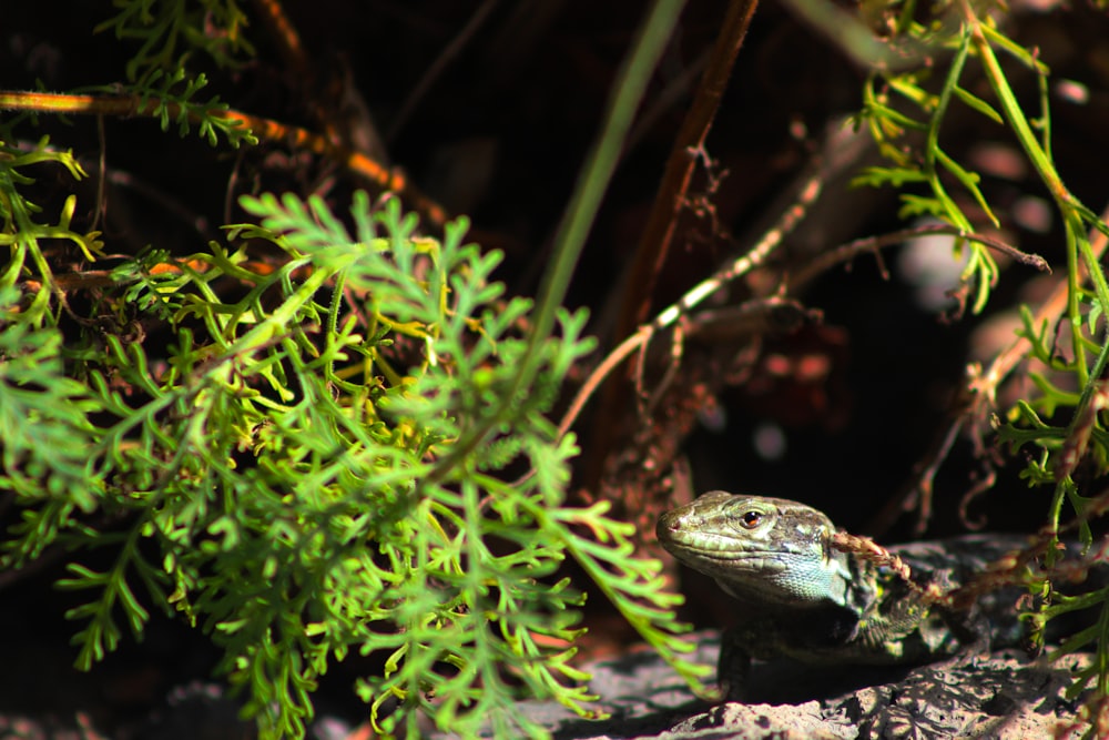 a lizard sitting on a rock in the grass