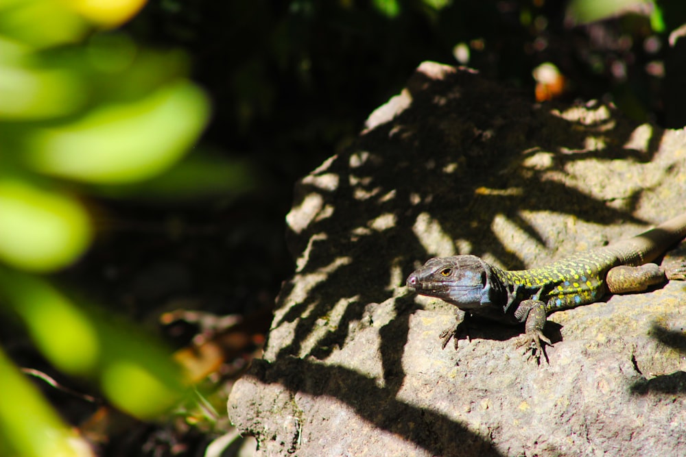 um lagarto está sentado em uma rocha ao sol