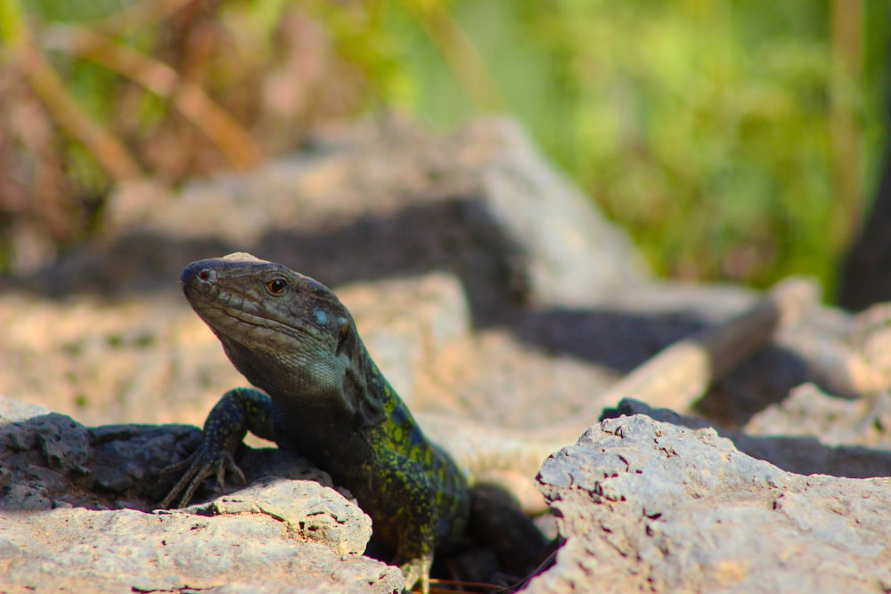 a lizard sitting on a rock in the sun