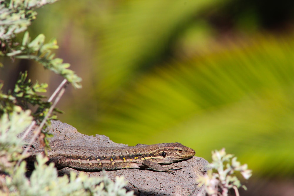 a lizard sitting on top of a rock