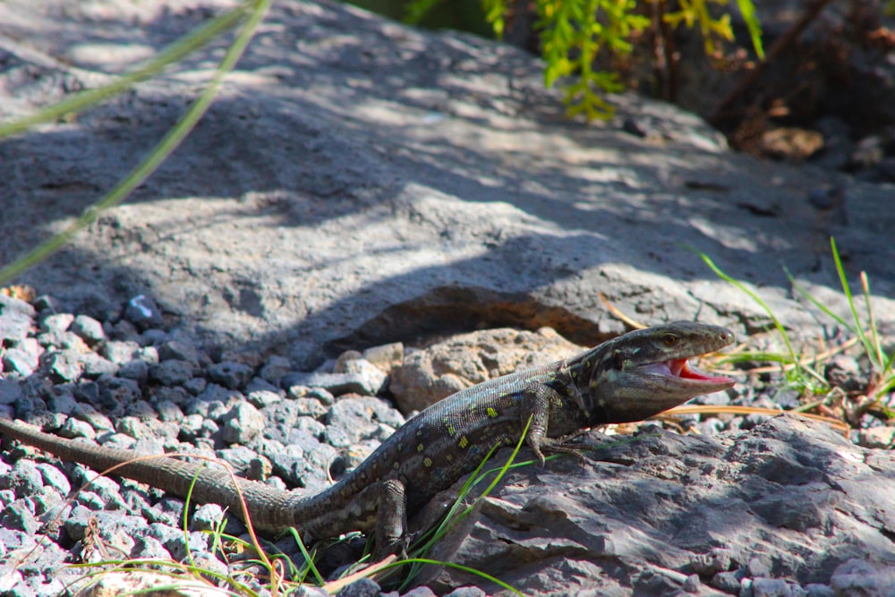 a lizard with its mouth open sitting on a rock