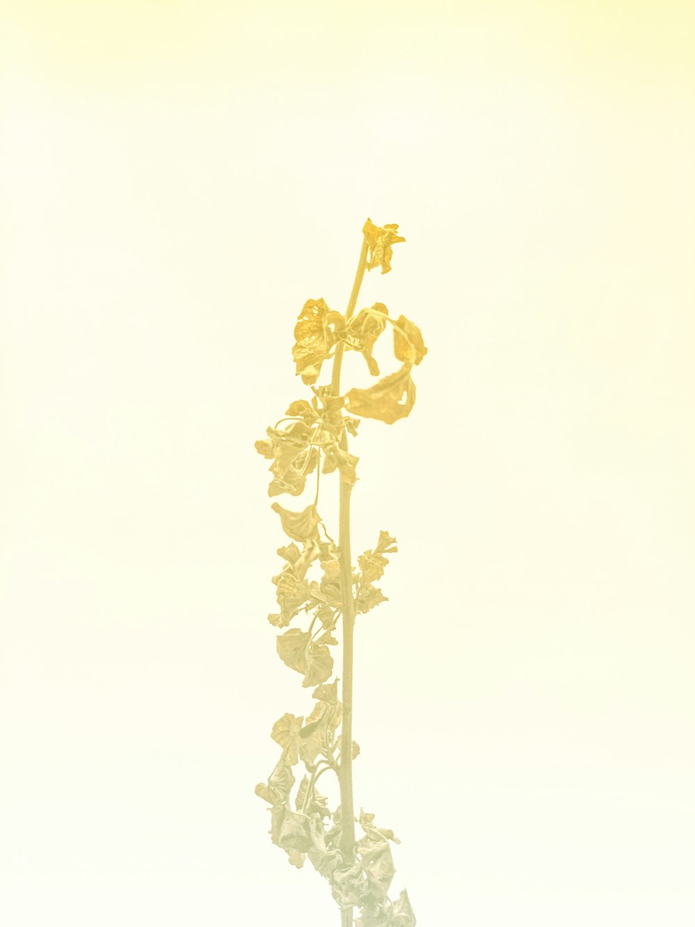 una flor alta y amarilla con muchas hojas