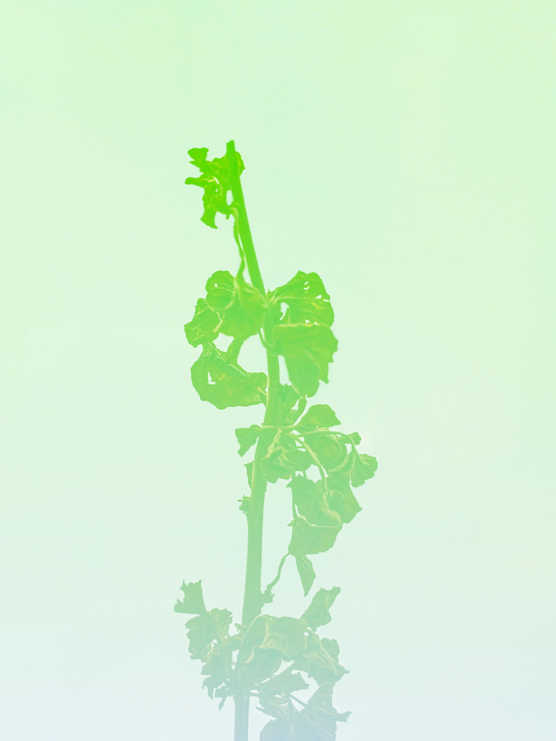 a plant that is growing out of the ground