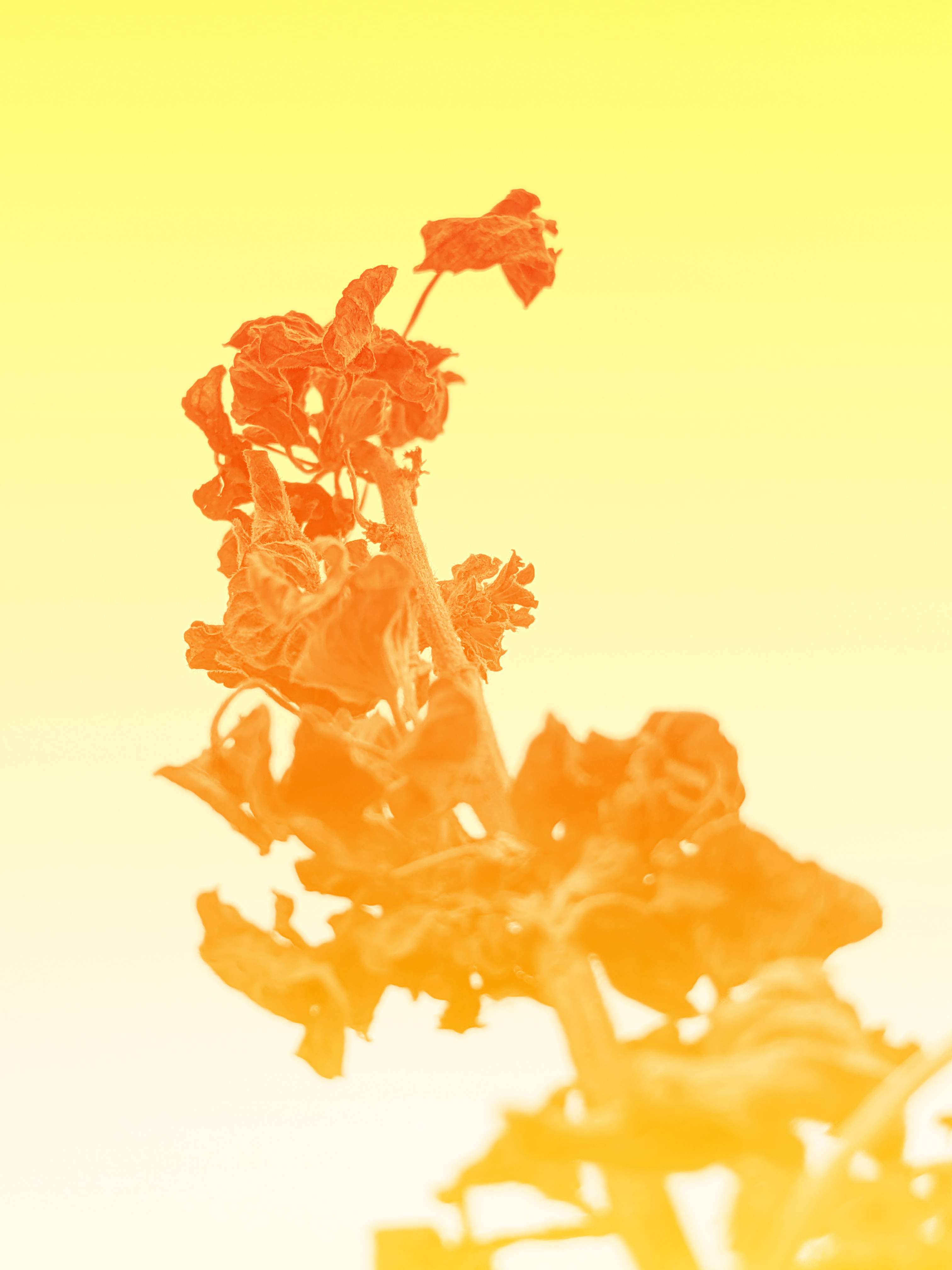 a close up of a flower with a sky background