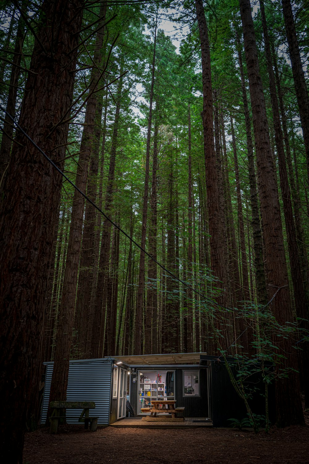 a small cabin in the middle of a forest