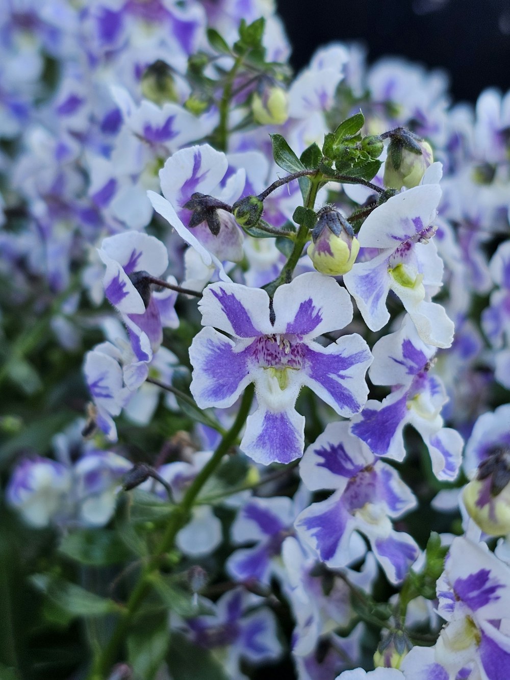 a bunch of purple and white flowers in a field