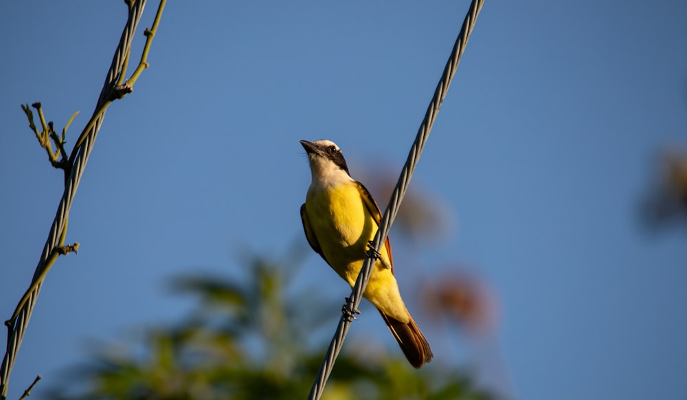철사 위에 앉아있는 작은 노란 새