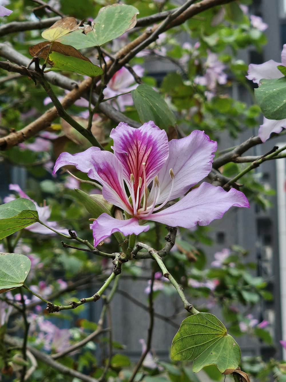 a purple flower is blooming on a tree