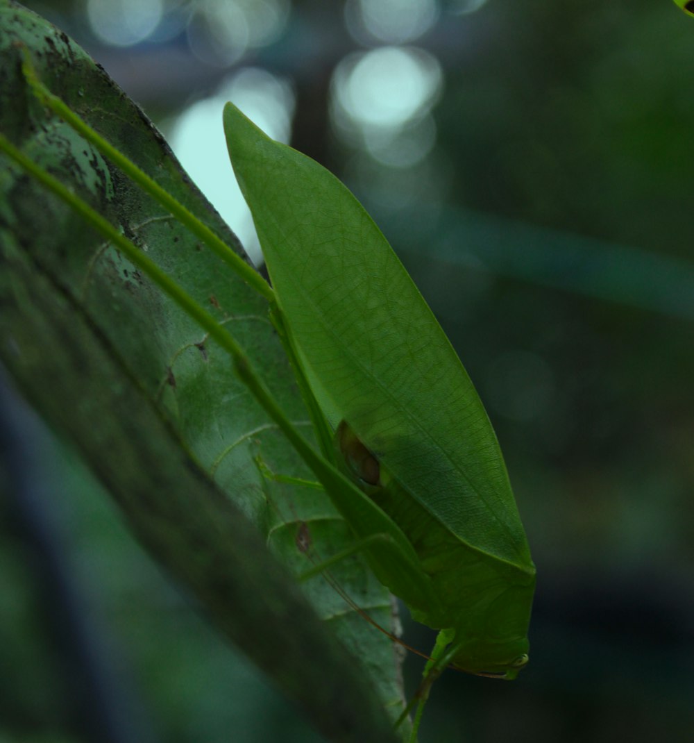 a close up of a green insect on a leaf